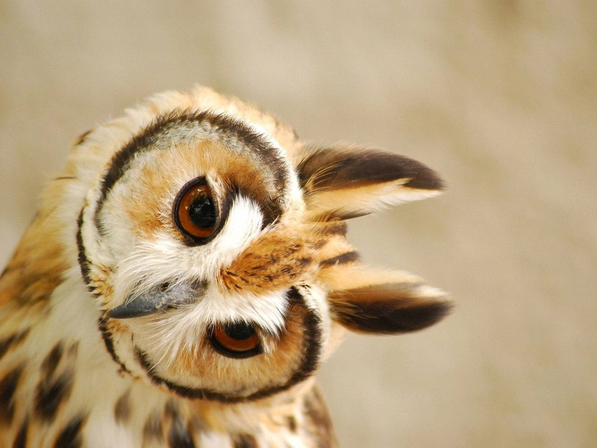 Cute Owl Wallpapers