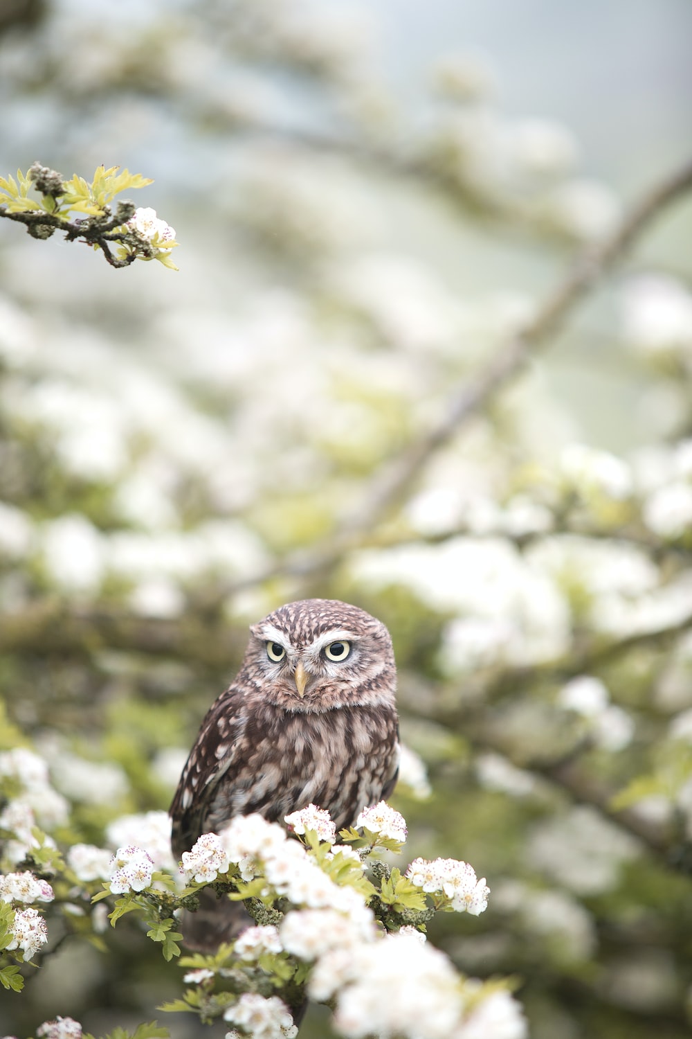 Cute Owl Wallpapers