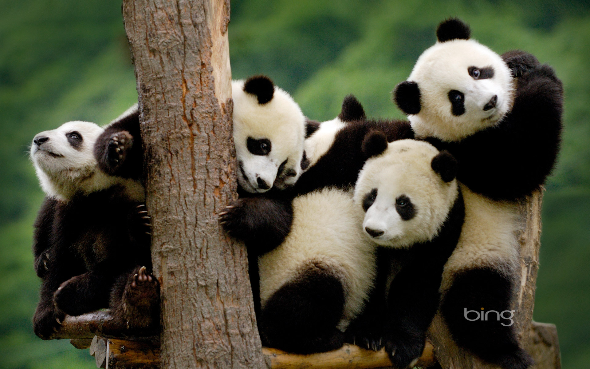 Cute Panda Wallpapers