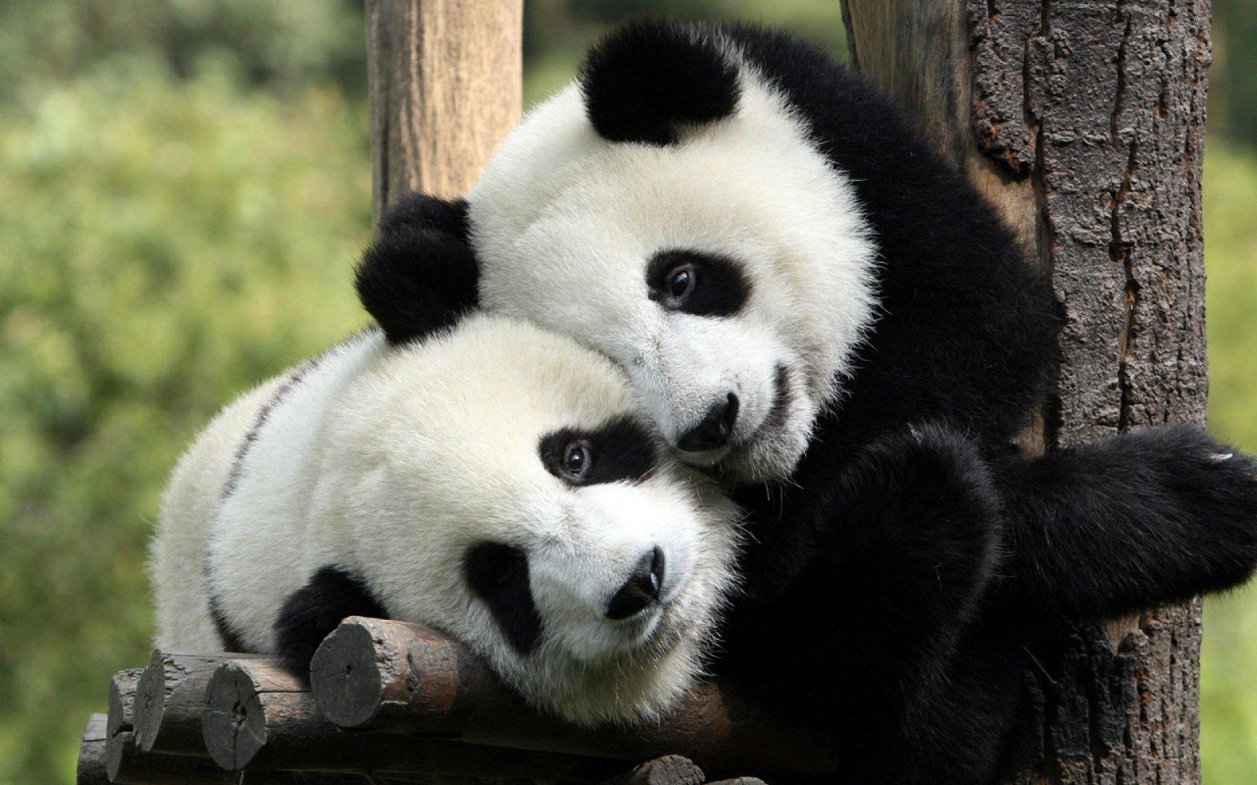 Cute Panda  Wallpapers