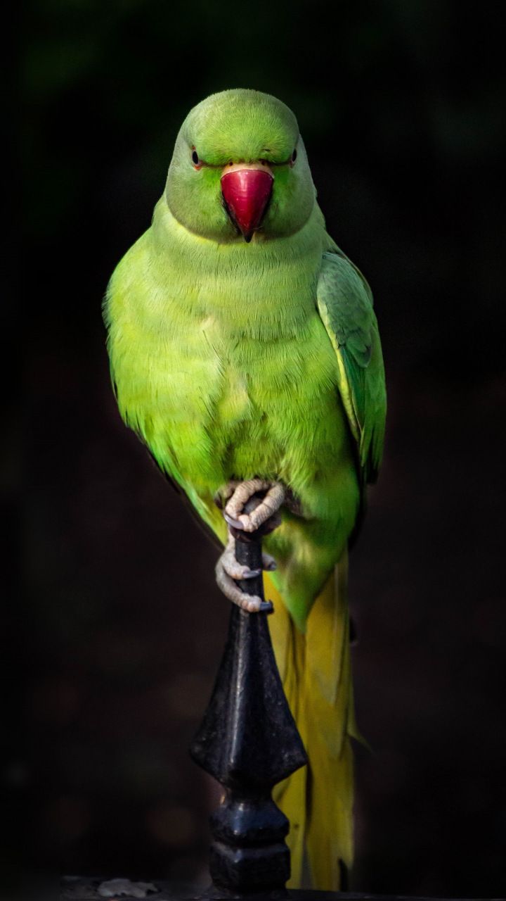 Cute Parrot Wallpapers