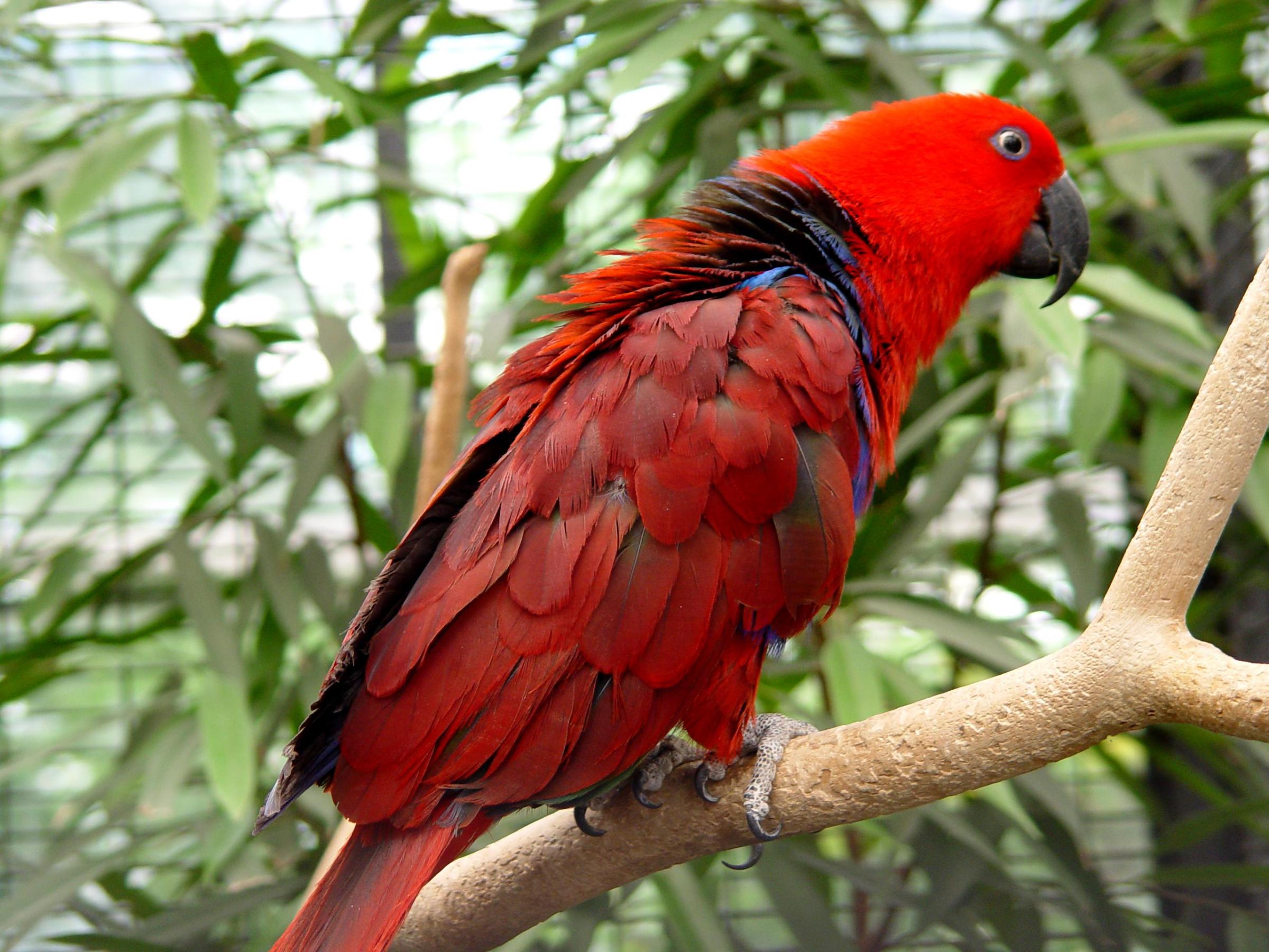 Cute Parrot Wallpapers