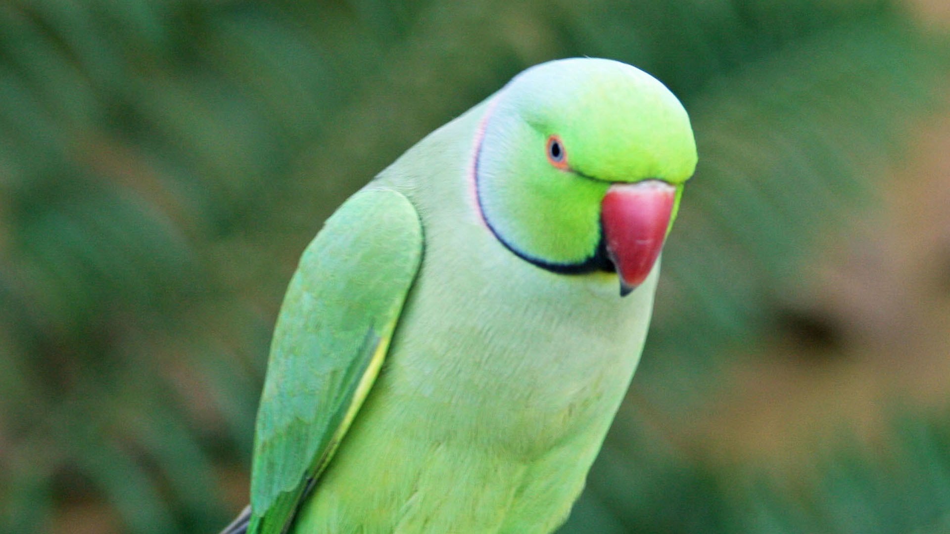 Cute Parrot Wallpapers
