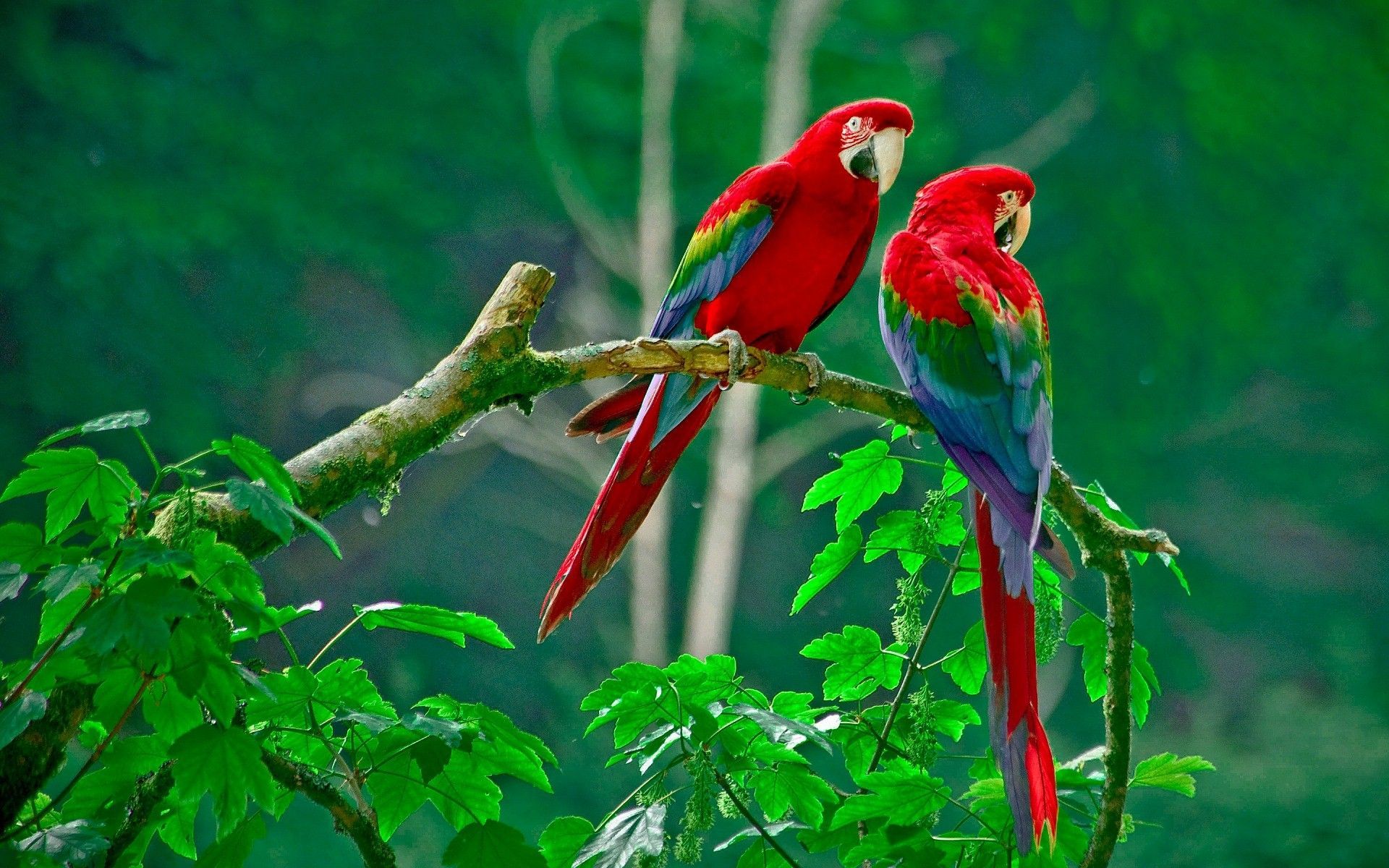 Cute Parrot Wallpapers