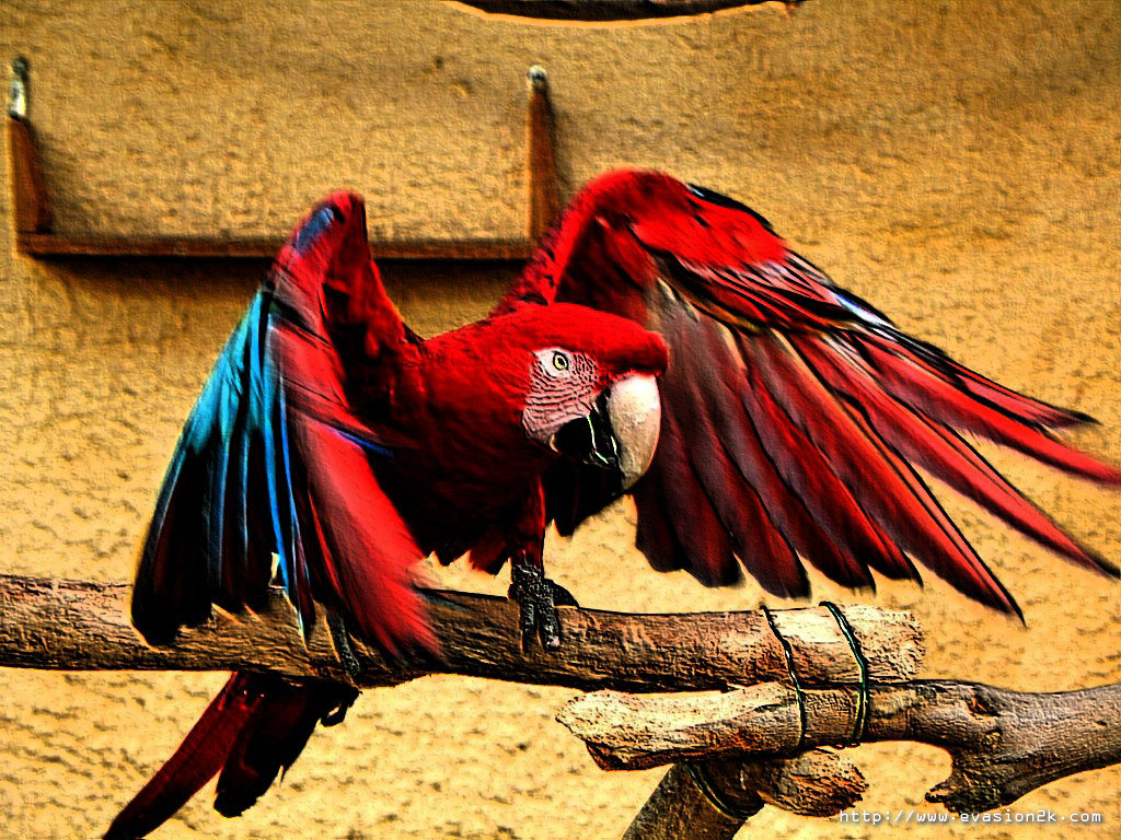 Cute Parrot Wallpapers