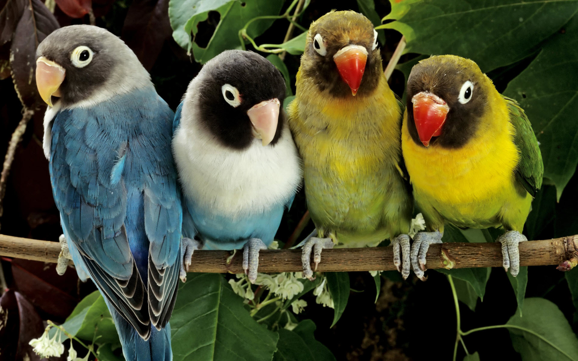 Cute Parrot Wallpapers