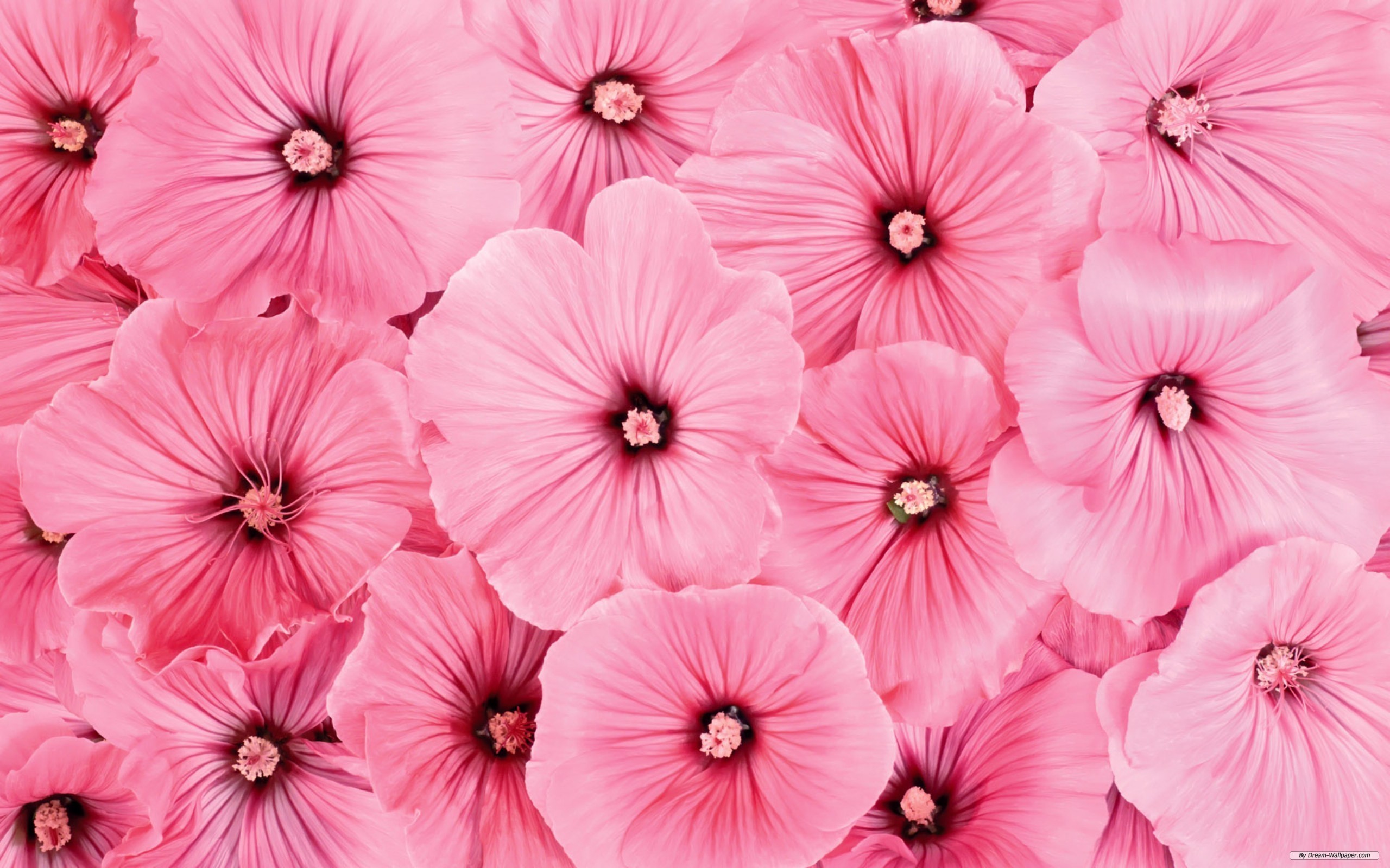 Cute Pink Flower Wallpapers