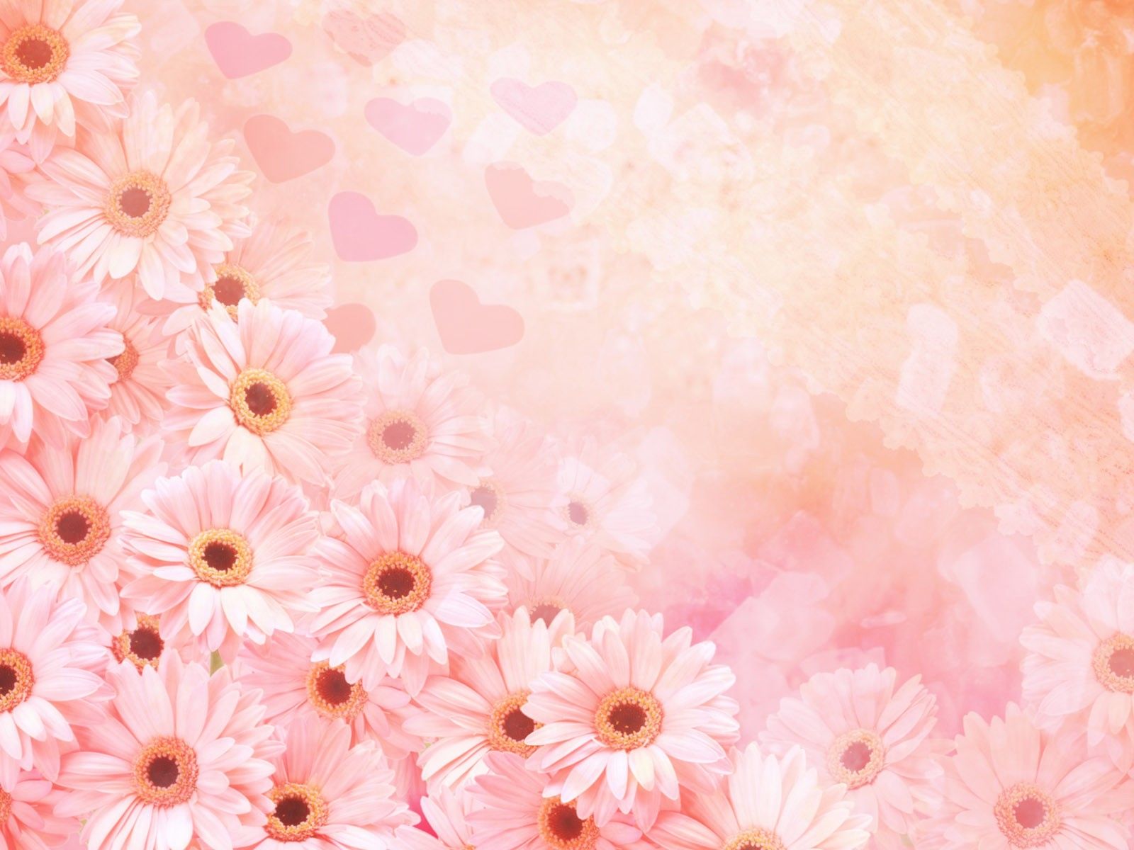 Cute Pink Flower Wallpapers