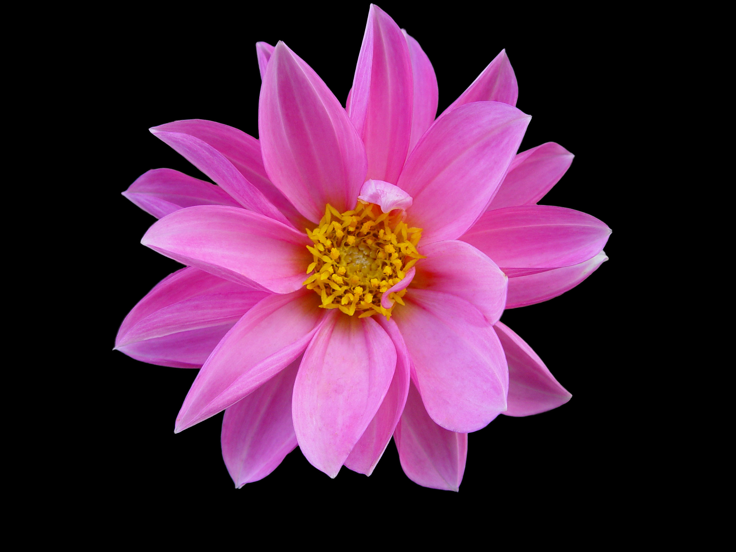 Cute Pink Flower Wallpapers