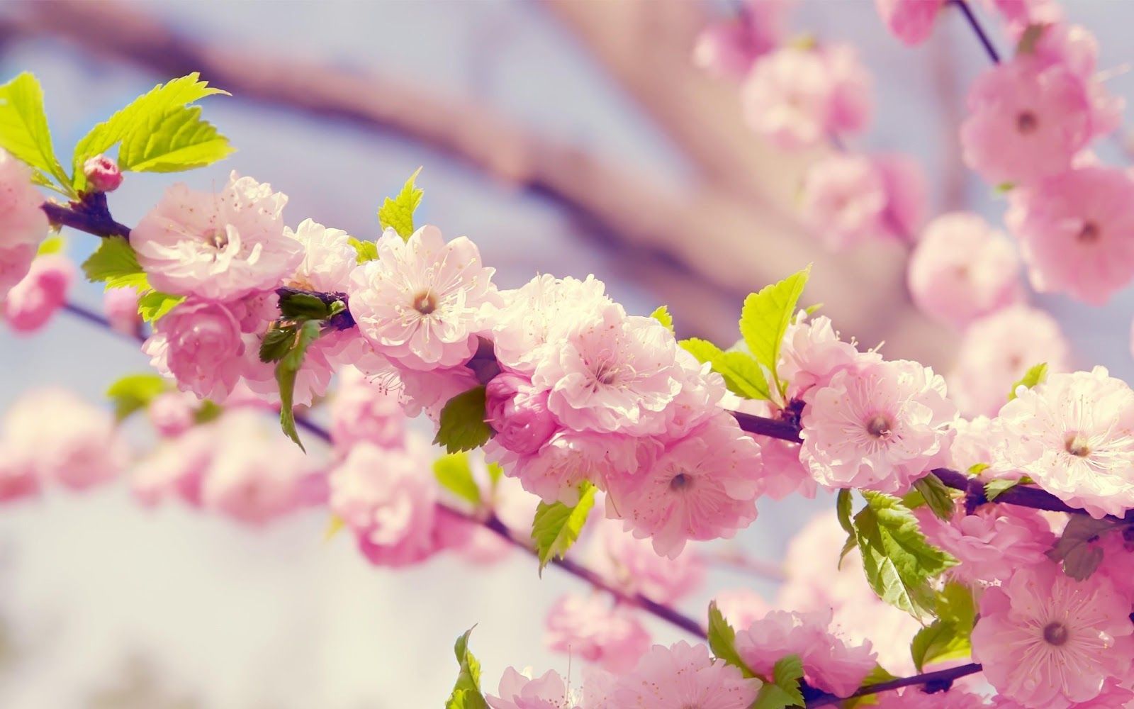 Cute Pink Flower Wallpapers