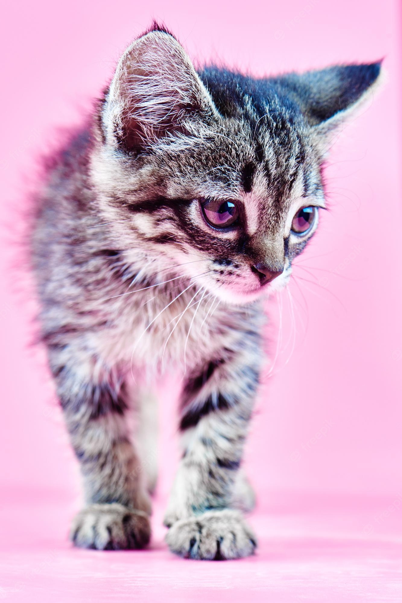 Cute Pink KittensWallpapers