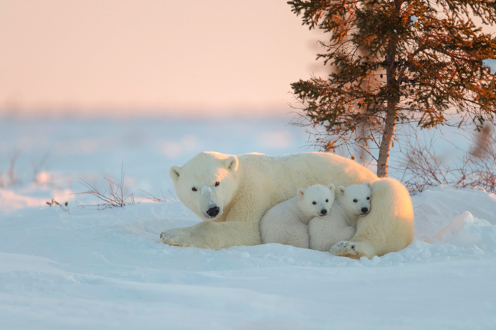 Cute Polar Bear Wallpapers