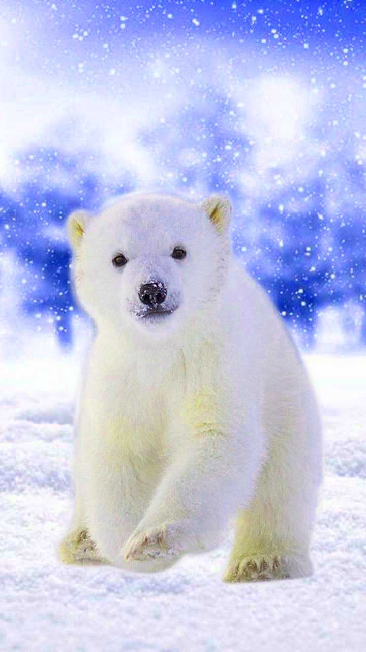 Cute Polar Bear Wallpapers