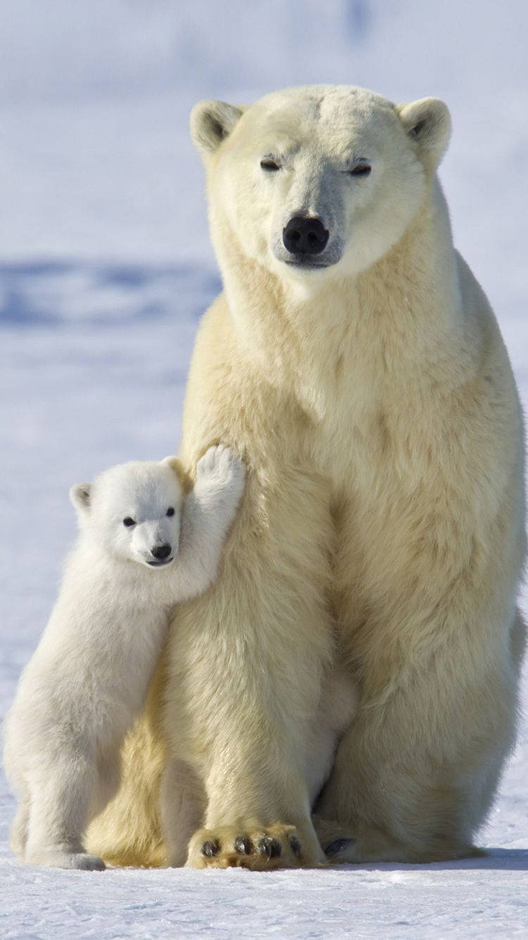 Cute Polar Bear Wallpapers