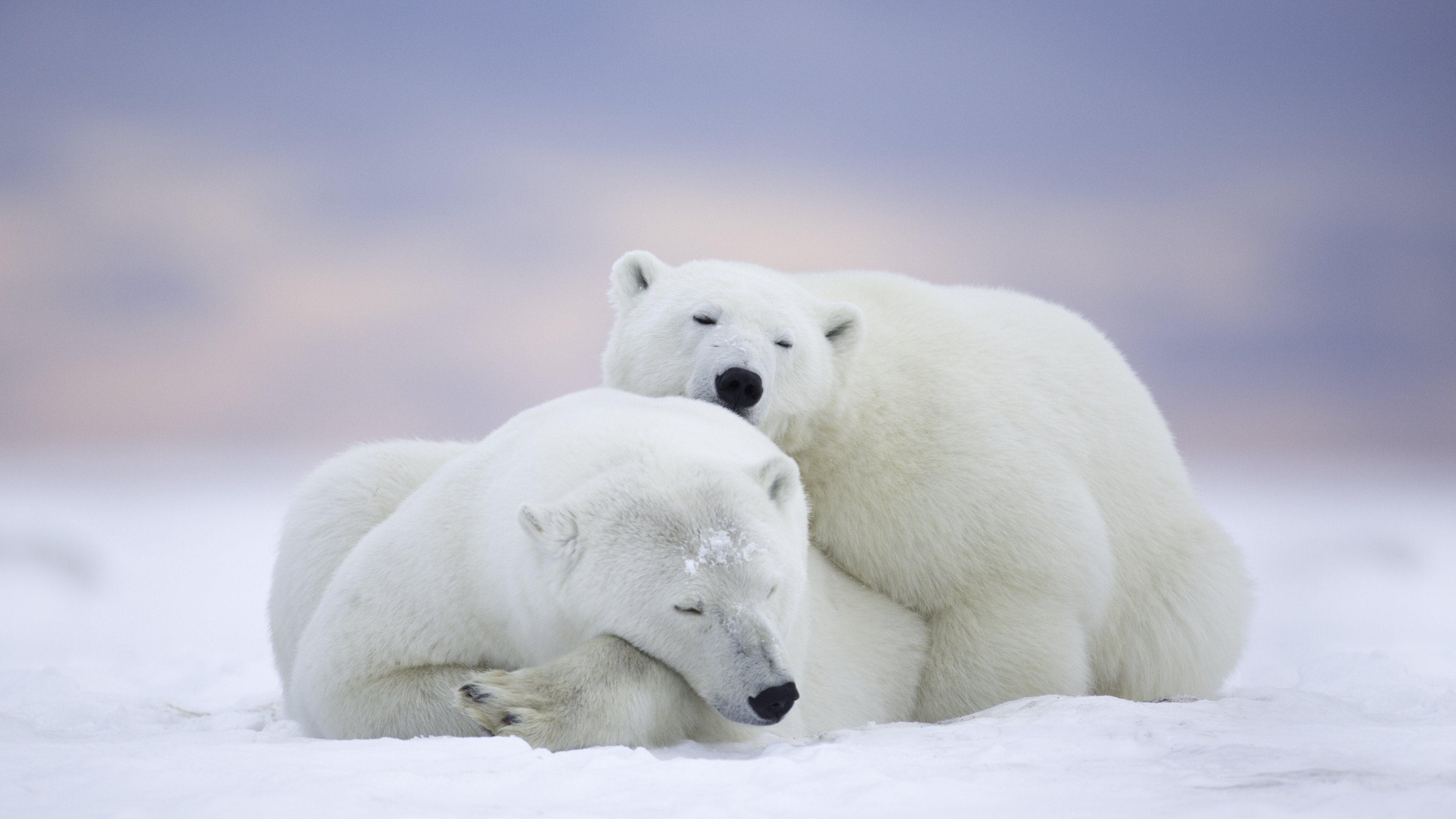 Cute Polar Bear Wallpapers
