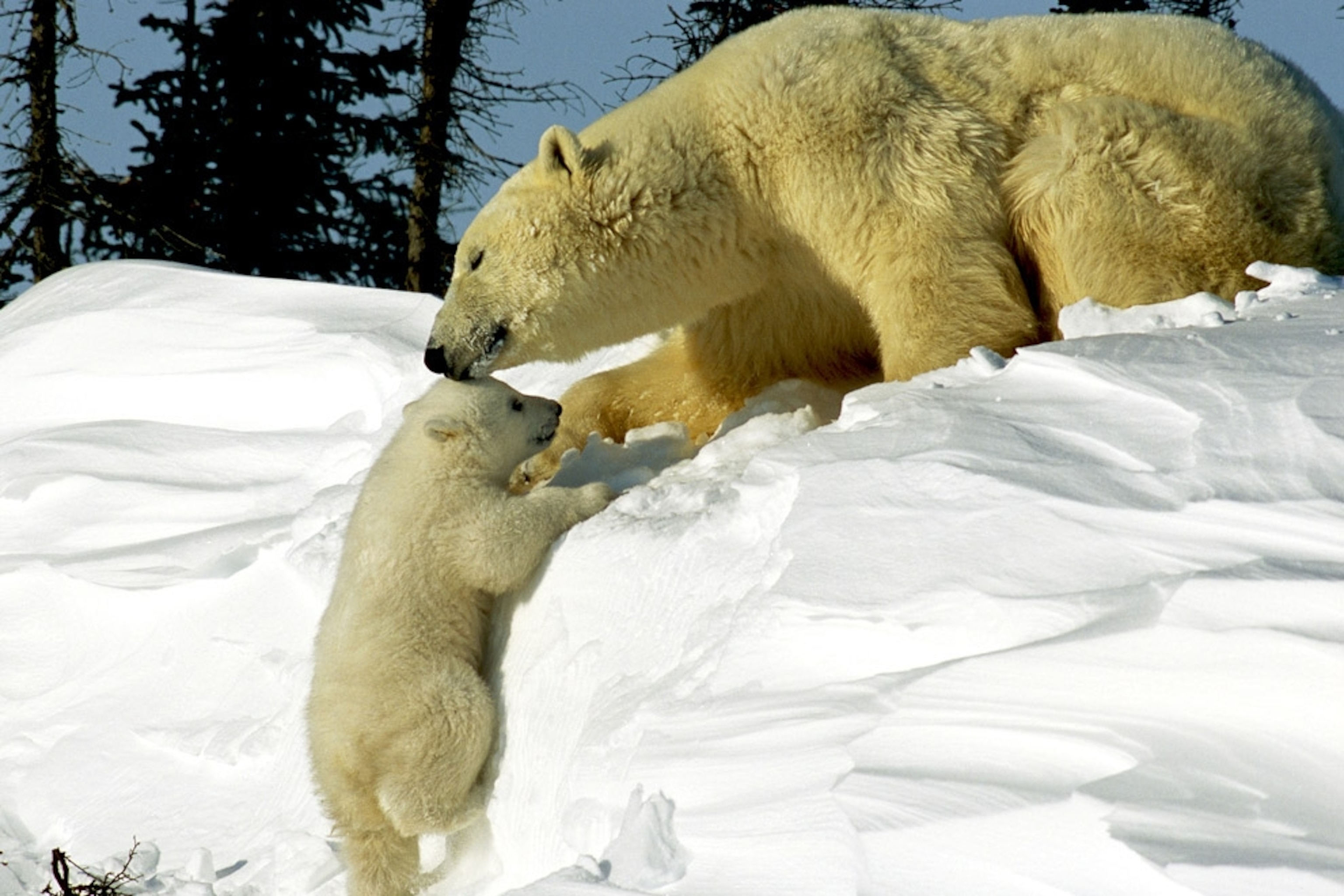 Cute Polar Bear Wallpapers