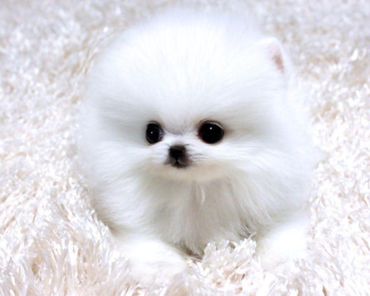 Cute Pomeranian Wallpapers