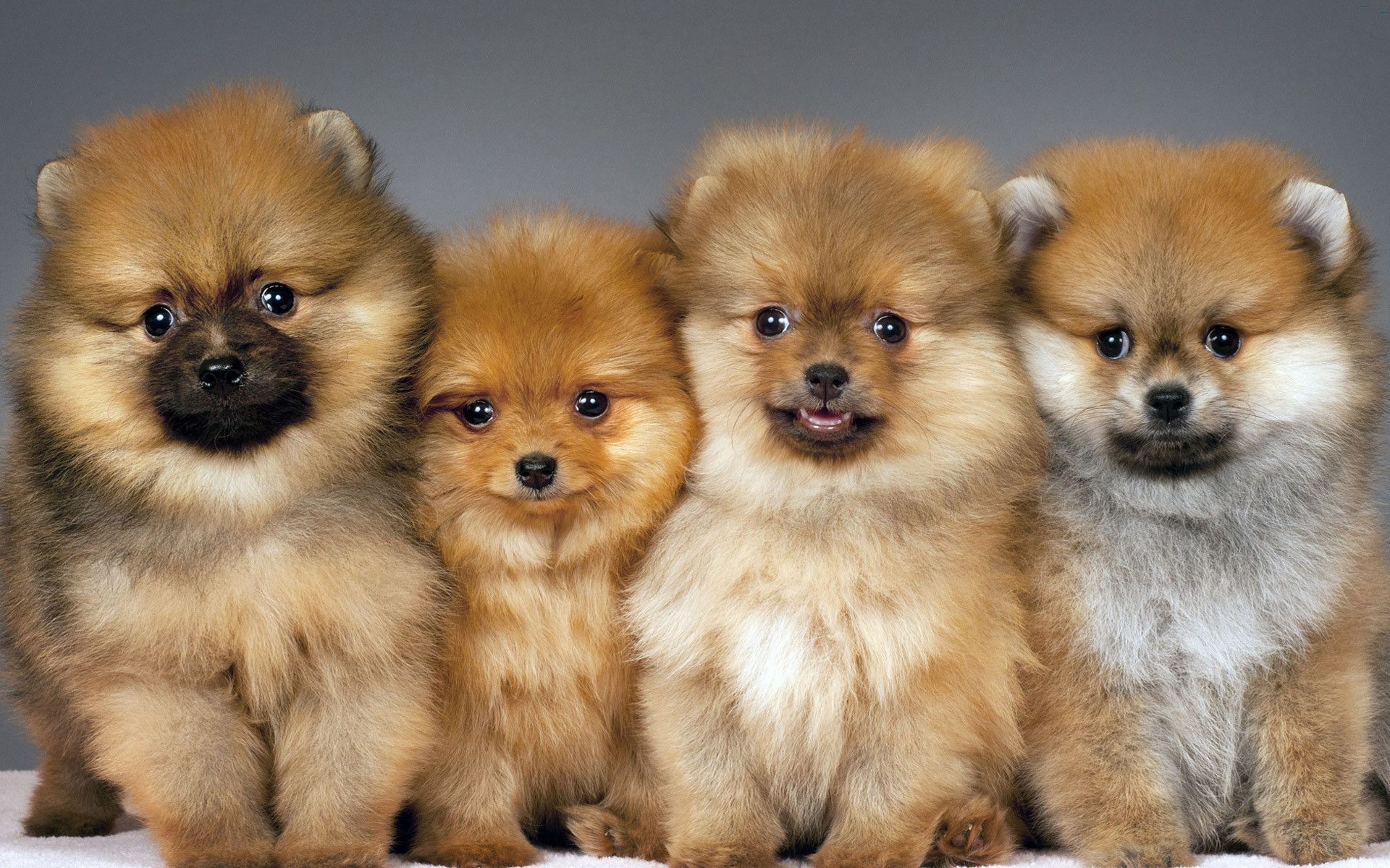 Cute Pomeranian Wallpapers