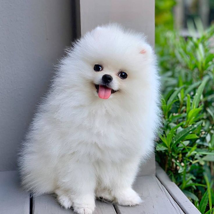 Cute Pomeranian Wallpapers