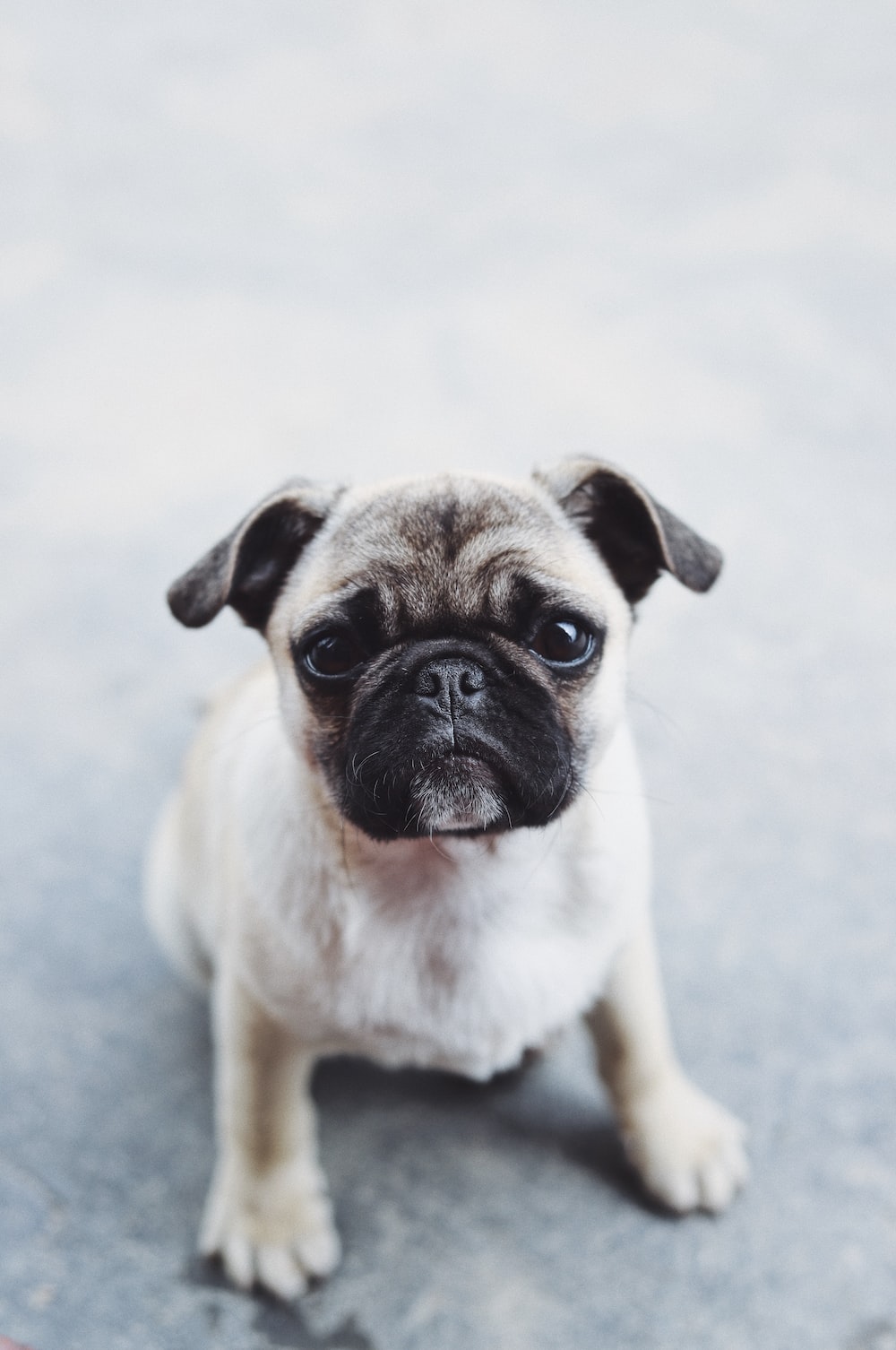 Cute Pug IphoneWallpapers