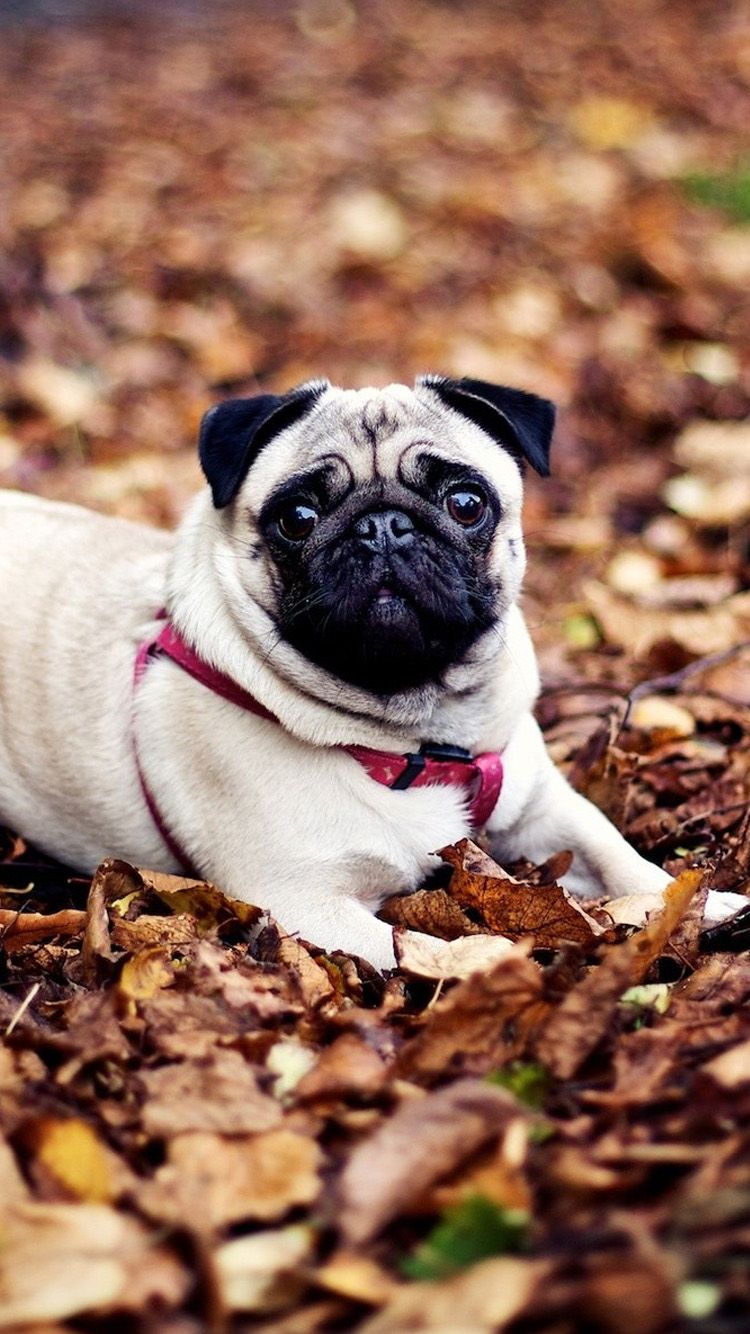 Cute Pug IphoneWallpapers