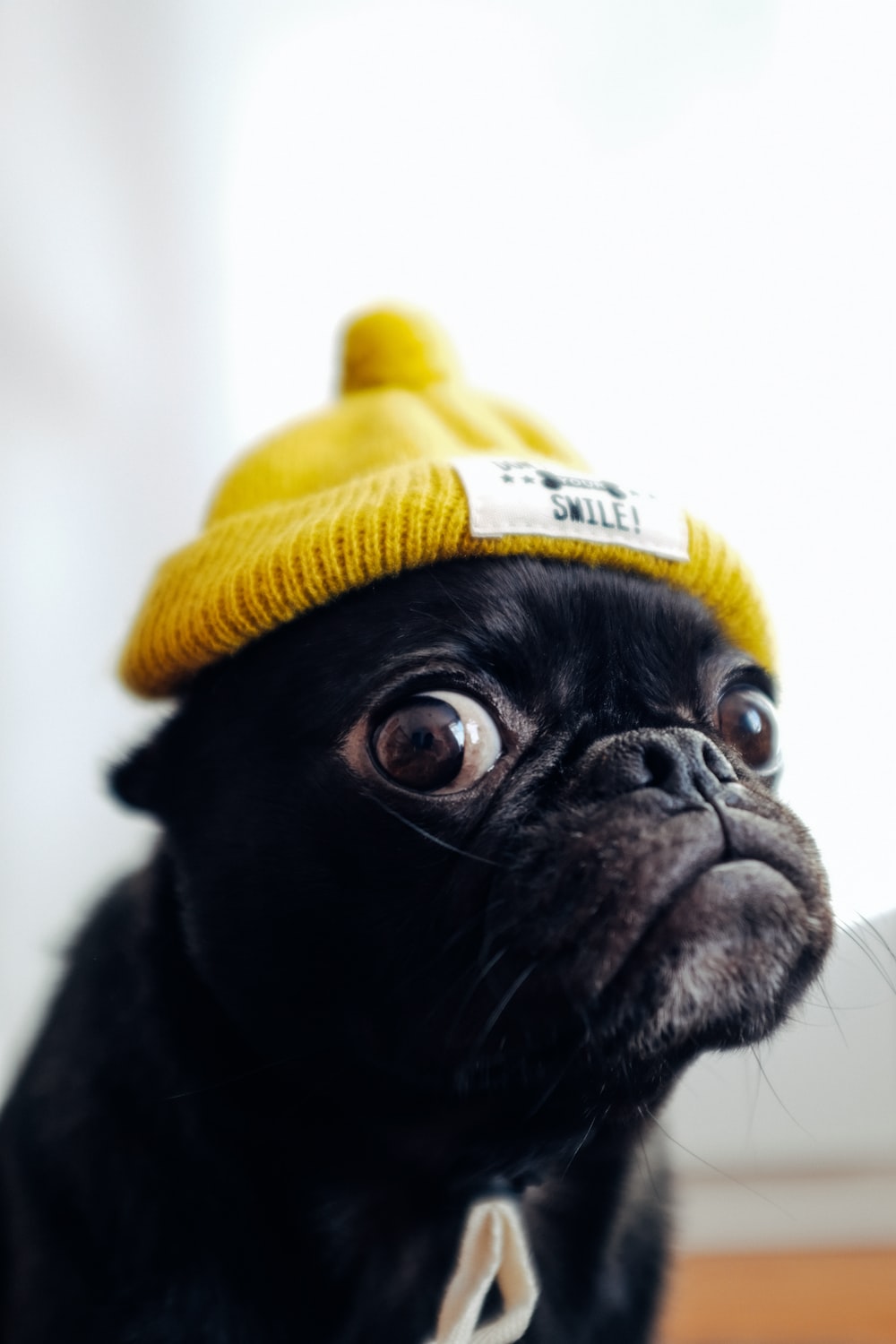 Cute Pug IphoneWallpapers