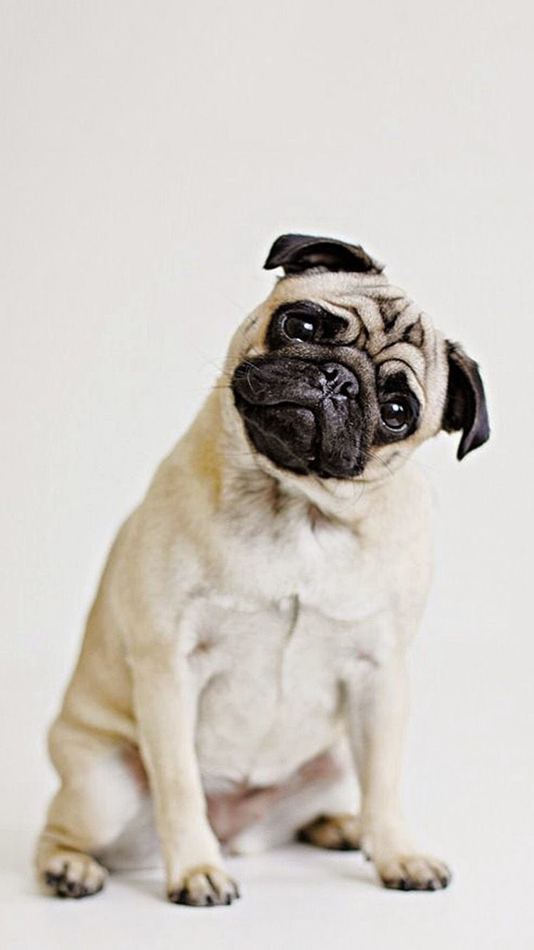 Cute Pug IphoneWallpapers