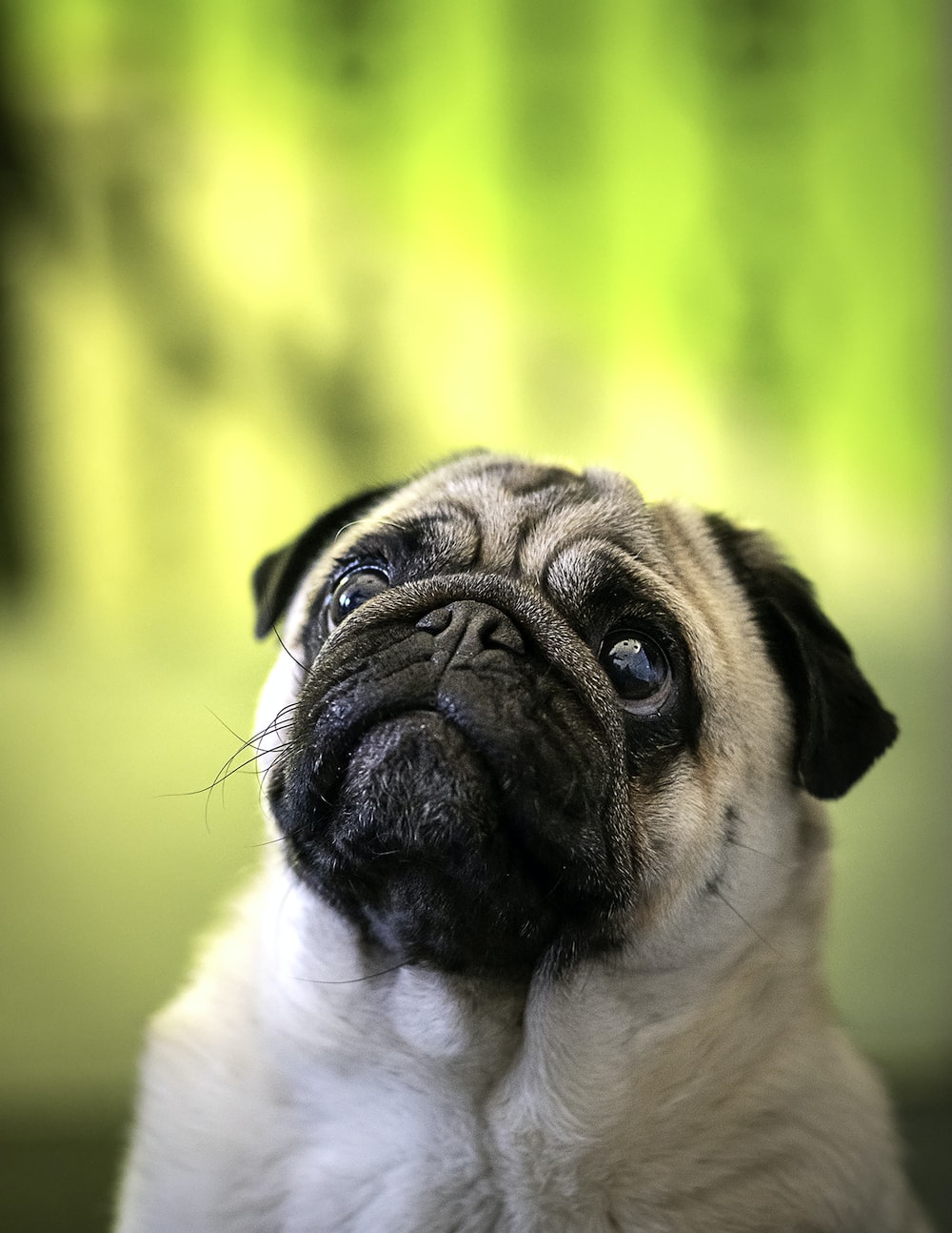 Cute Pug IphoneWallpapers