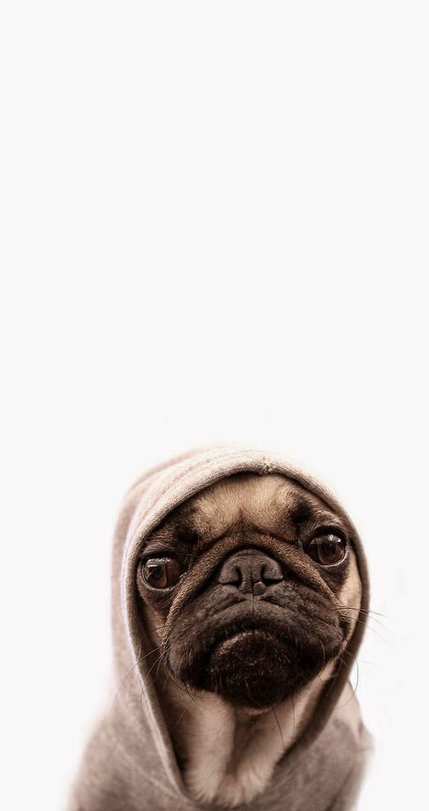 Cute Pug IphoneWallpapers