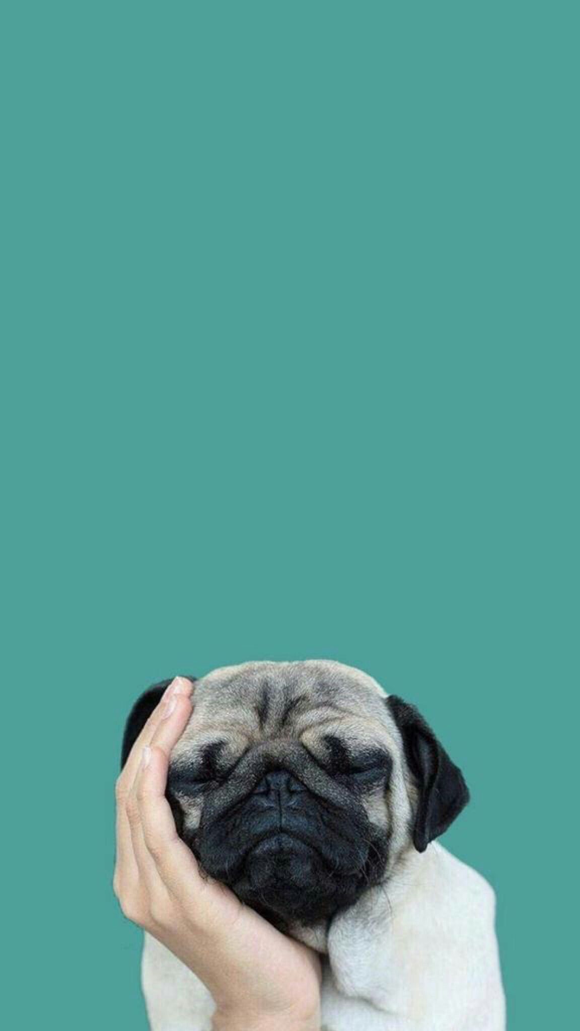 Cute Pug IphoneWallpapers