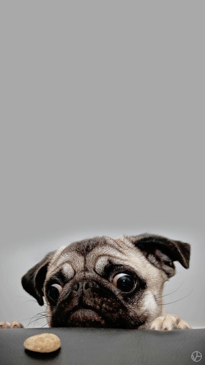 Cute Pug IphoneWallpapers