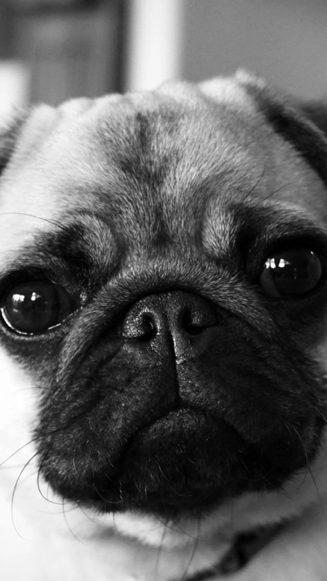 Cute Pug IphoneWallpapers