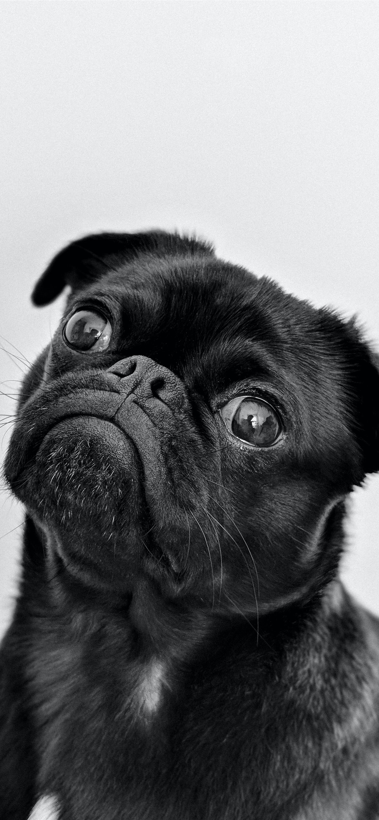 Cute Pug IphoneWallpapers