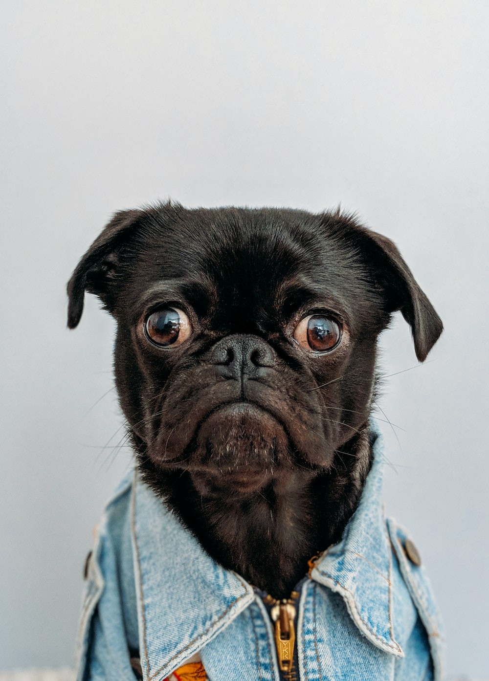 Cute Pug IphoneWallpapers