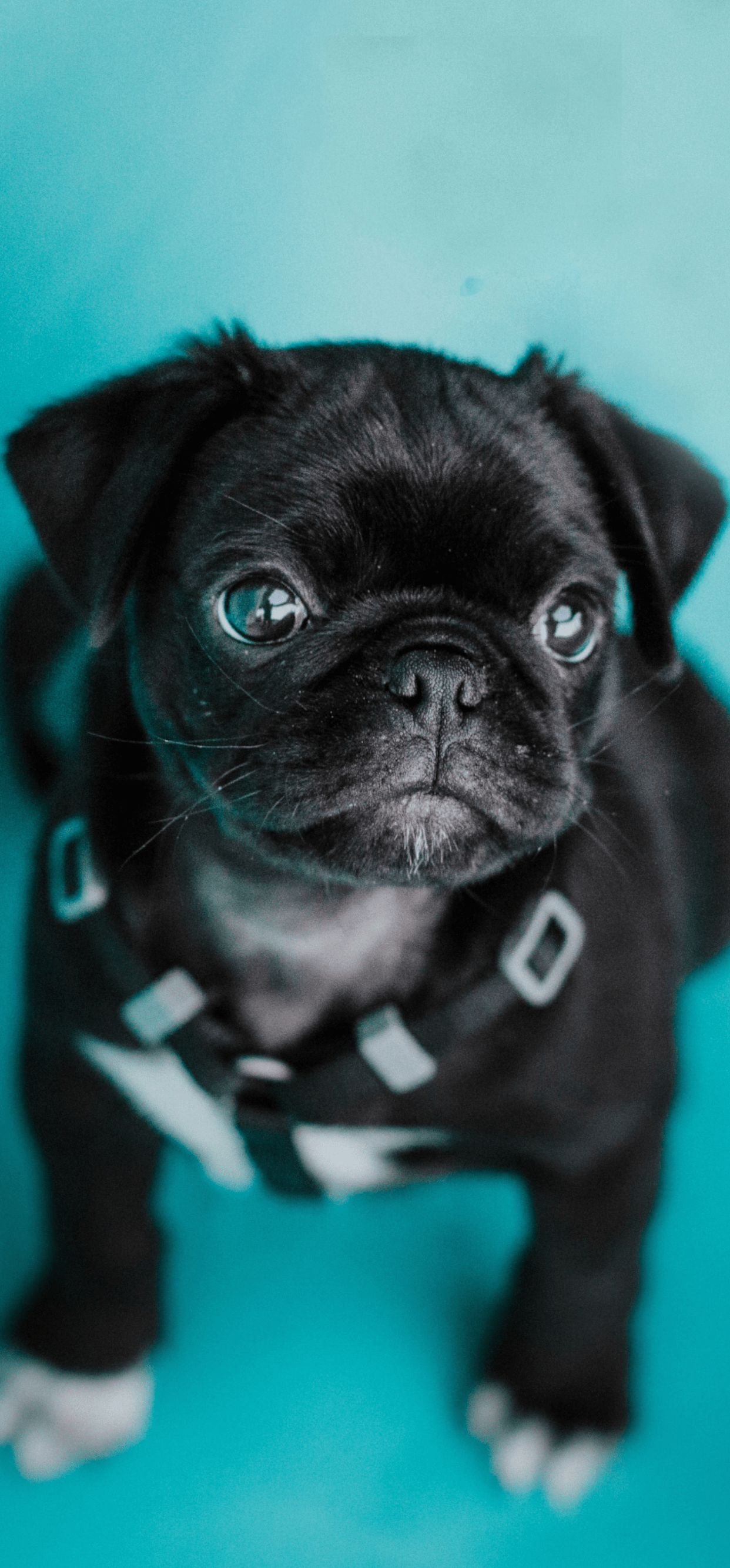 Cute Pug IphoneWallpapers