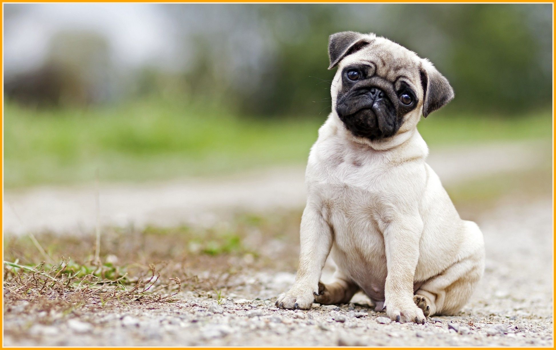 Cute PugWallpapers