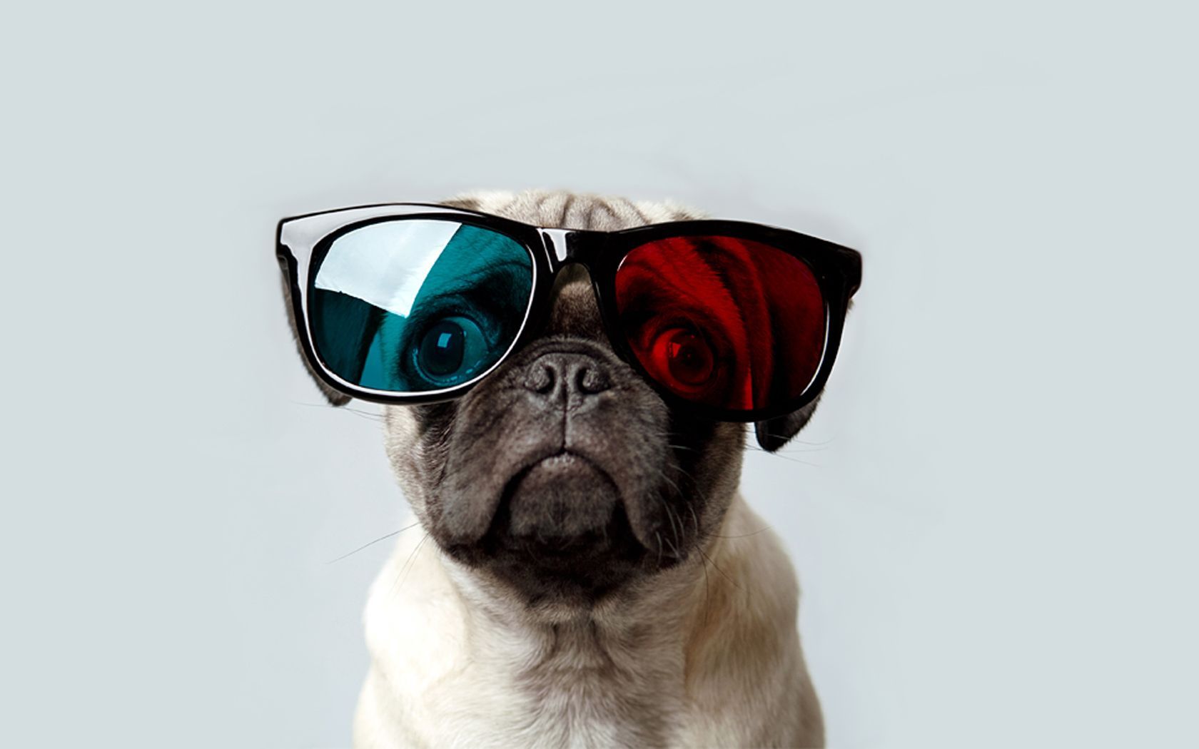 Cute PugWallpapers