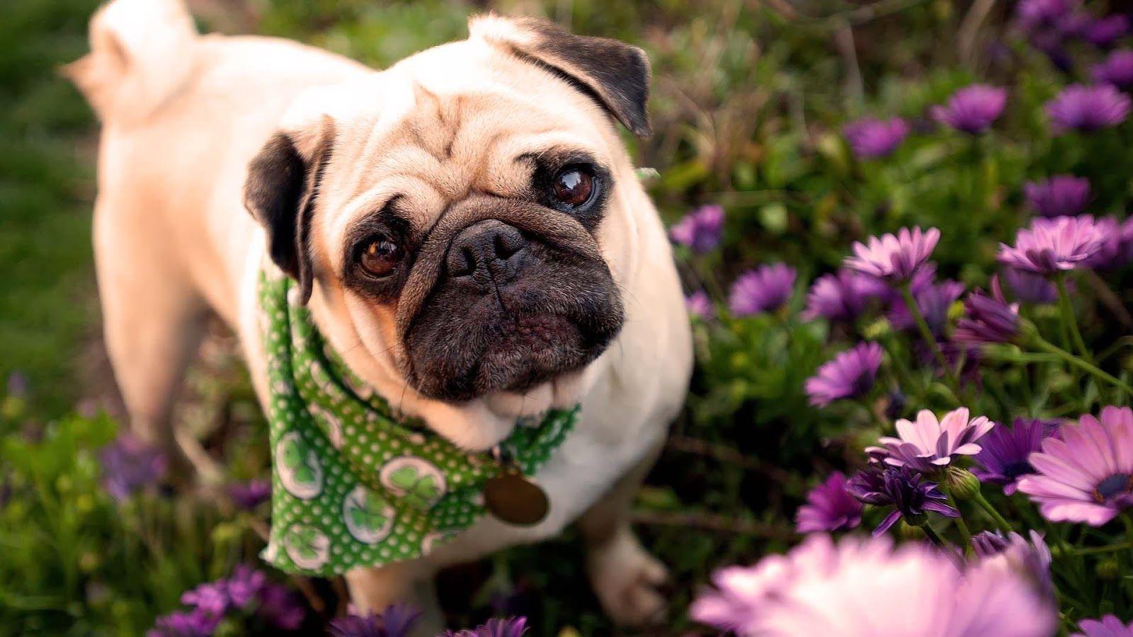 Cute PugWallpapers