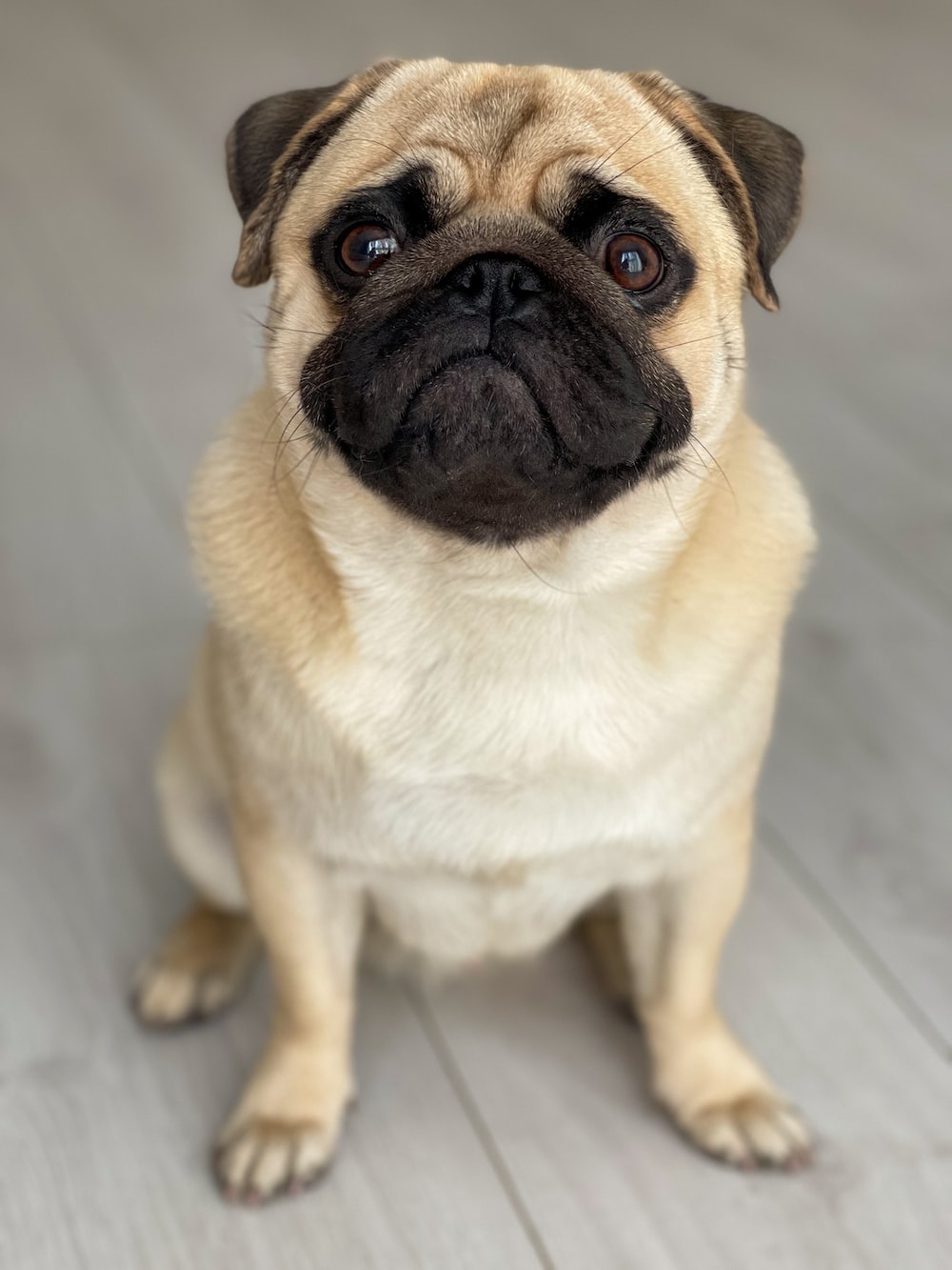 Cute PugWallpapers