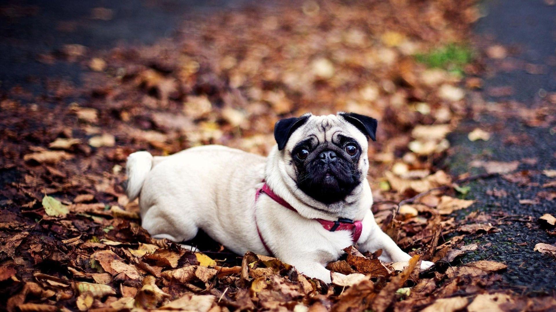 Cute PugWallpapers