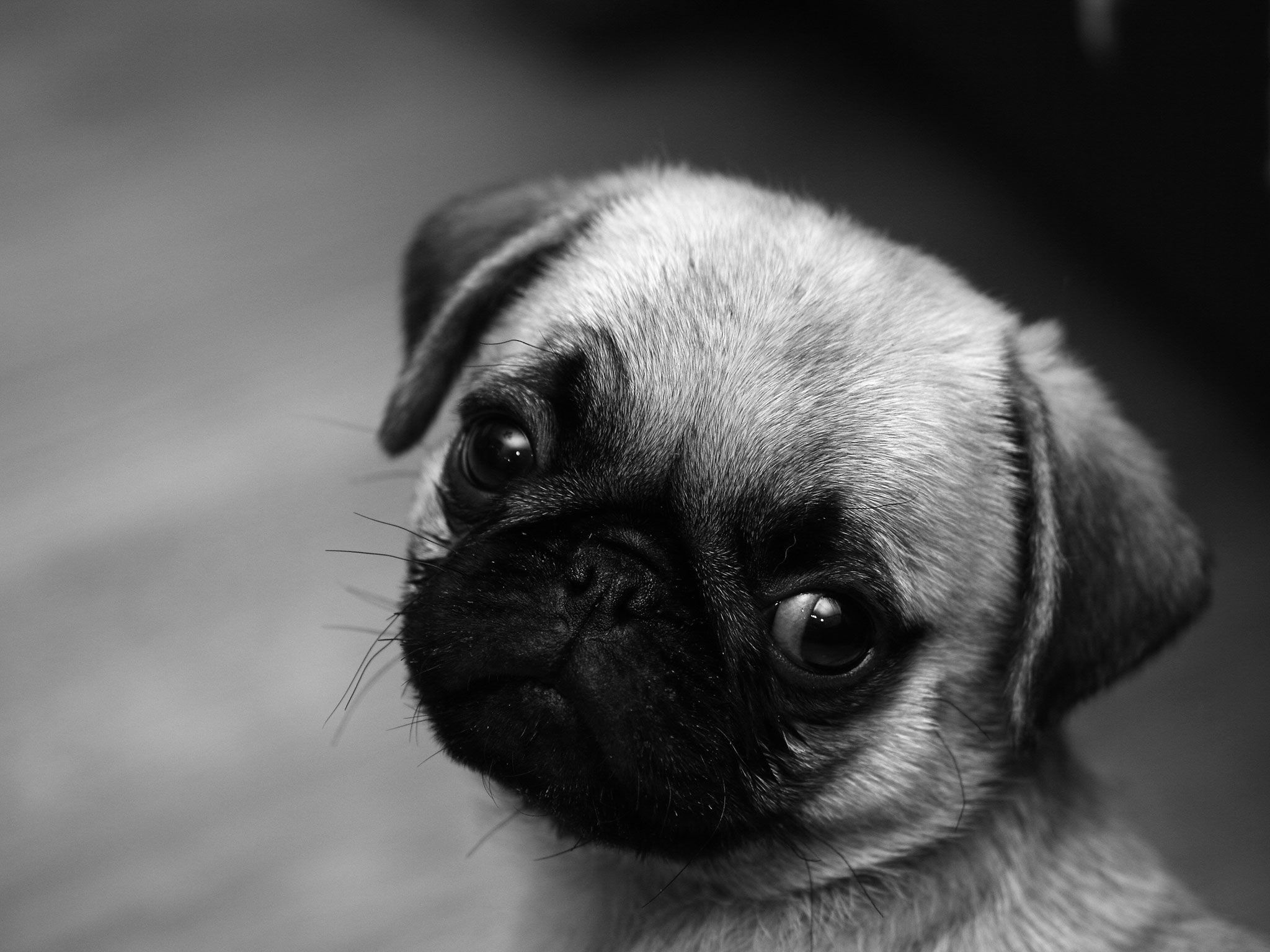 Cute PugWallpapers