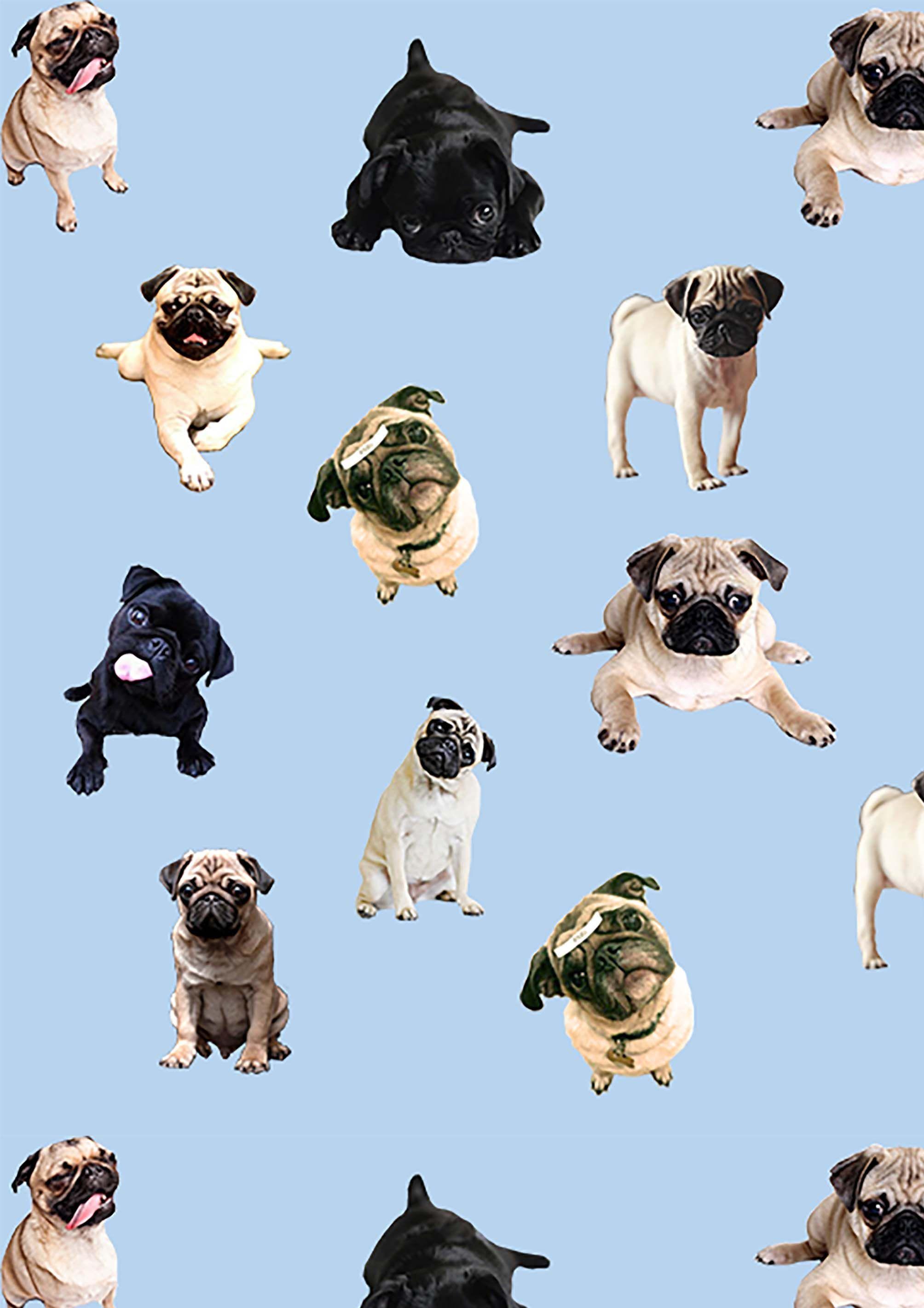 Cute PugWallpapers