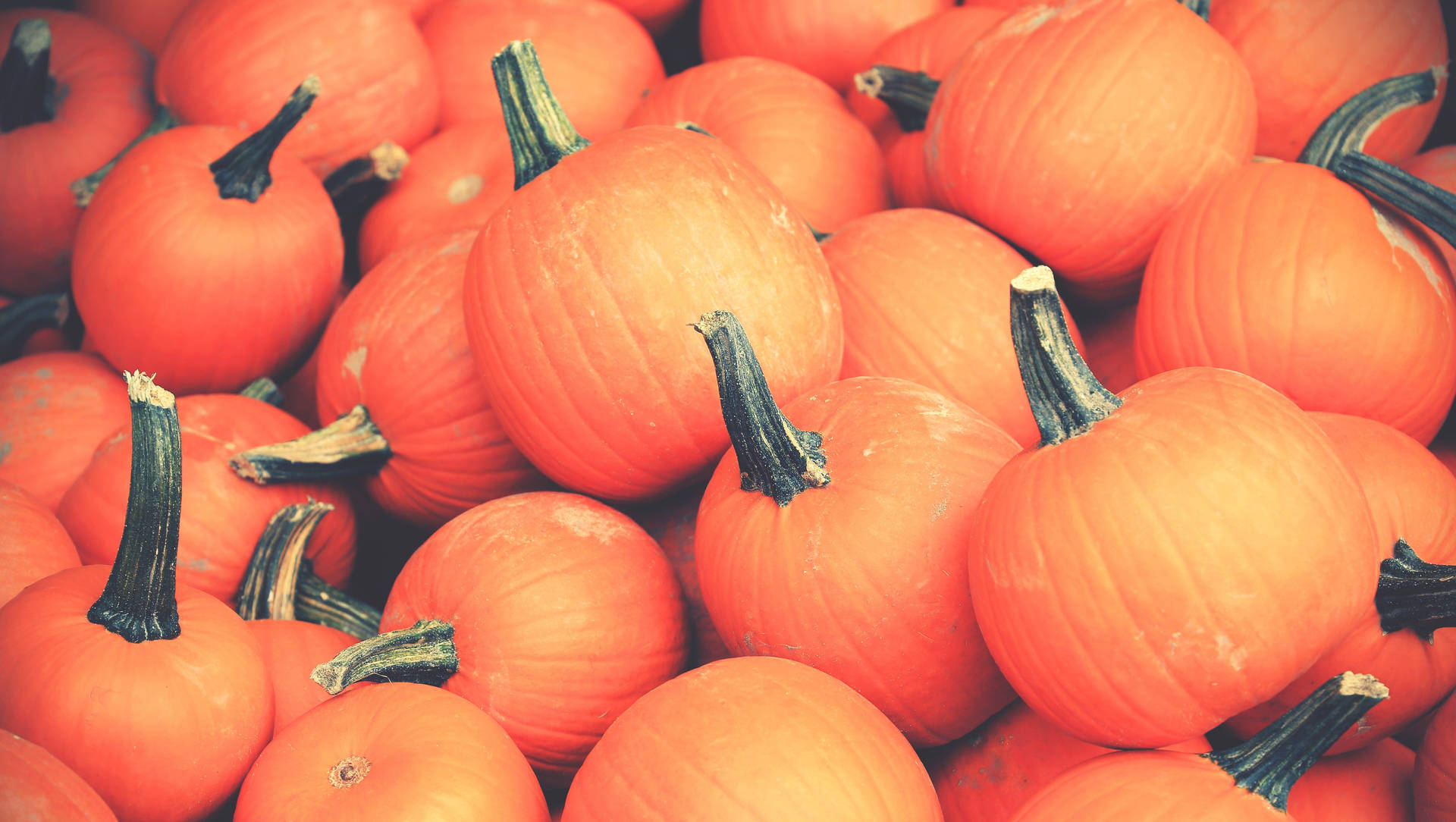 Cute Pumpkin Desktop Wallpapers