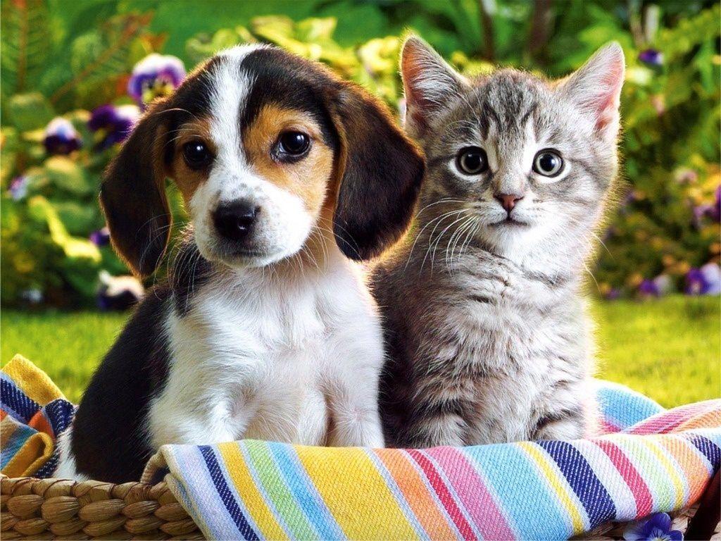 Cute Puppies And KittensWallpapers