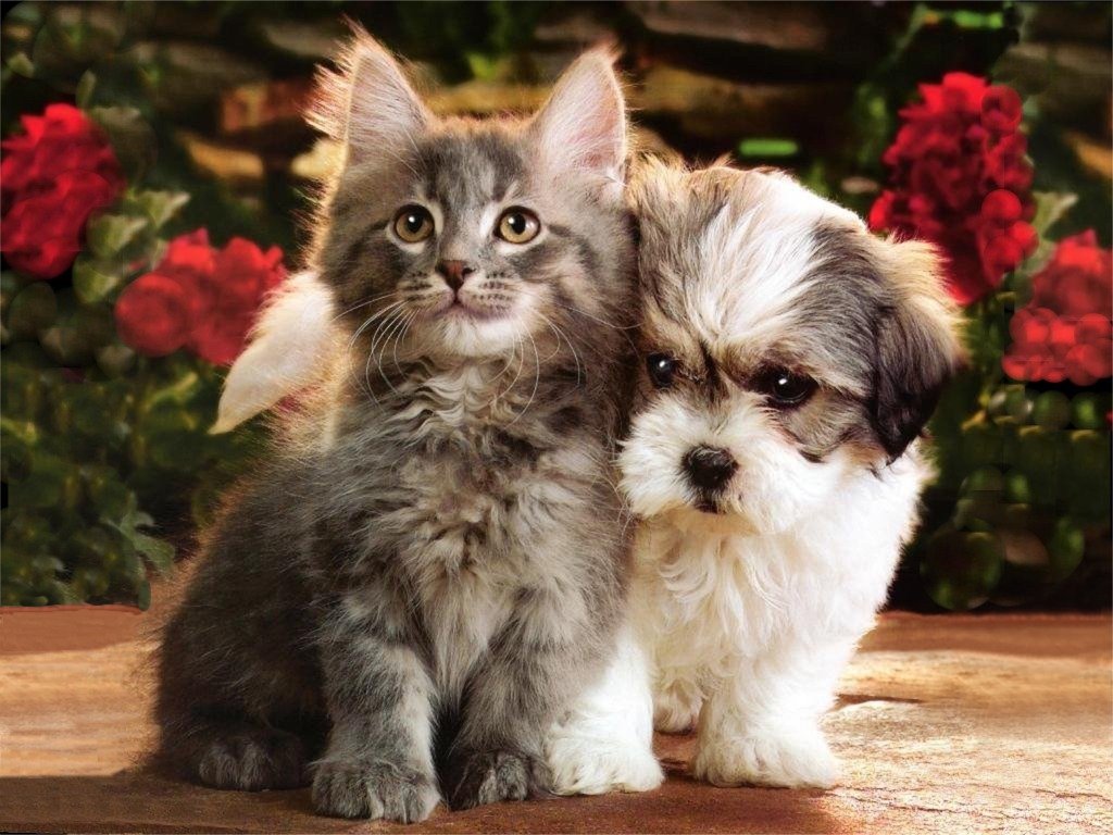 Cute Puppies And KittensWallpapers