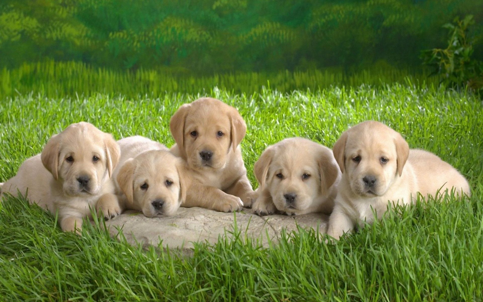 Cute Puppy DesktopWallpapers