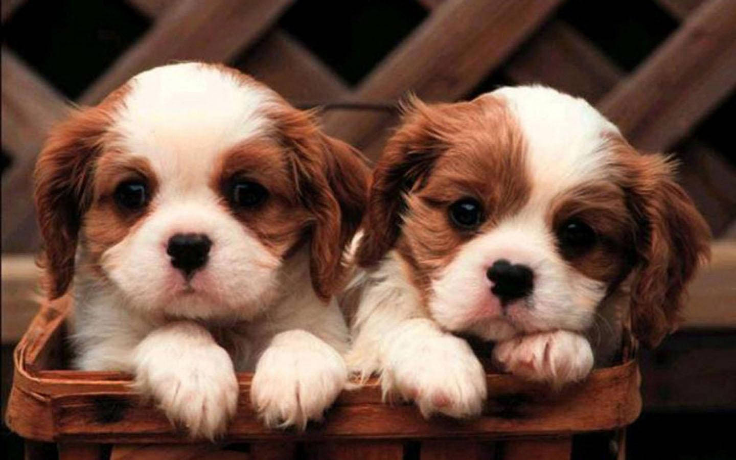 Cute Puppy DesktopWallpapers