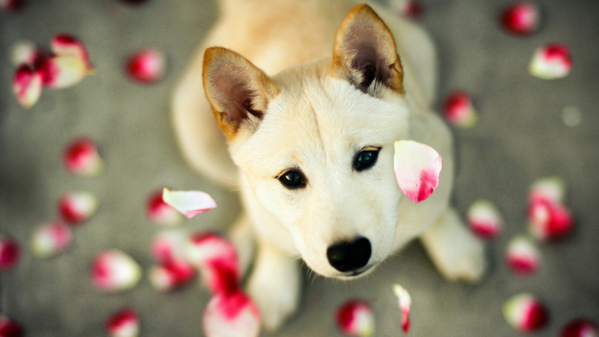Cute Puppy DesktopWallpapers