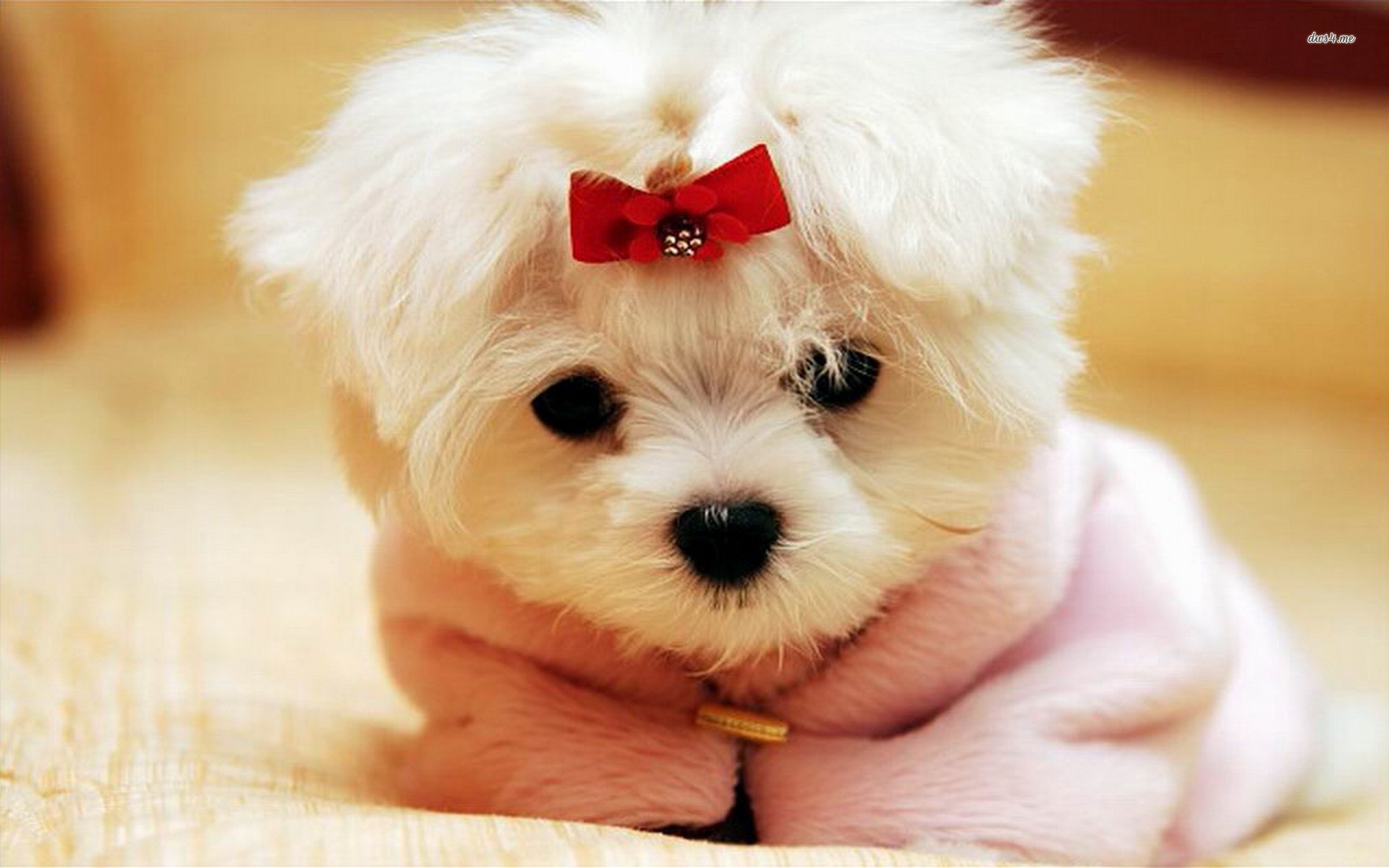 Cute Puppy DesktopWallpapers