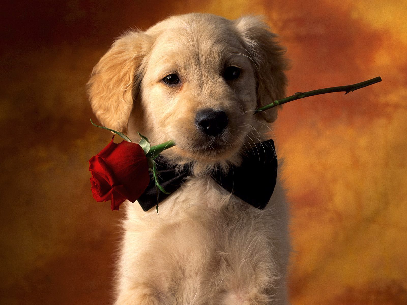 Cute Puppy DesktopWallpapers